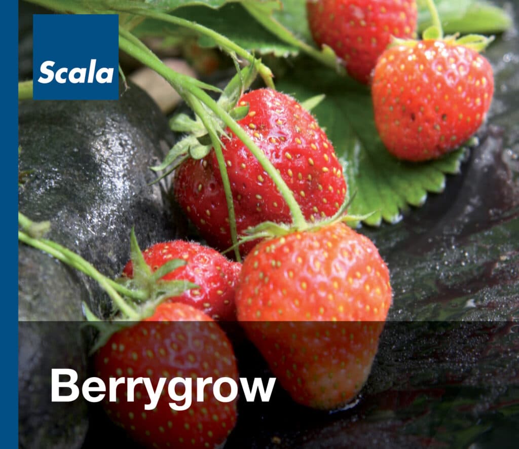 Folies: Berrygrow / Films : Berrygrow