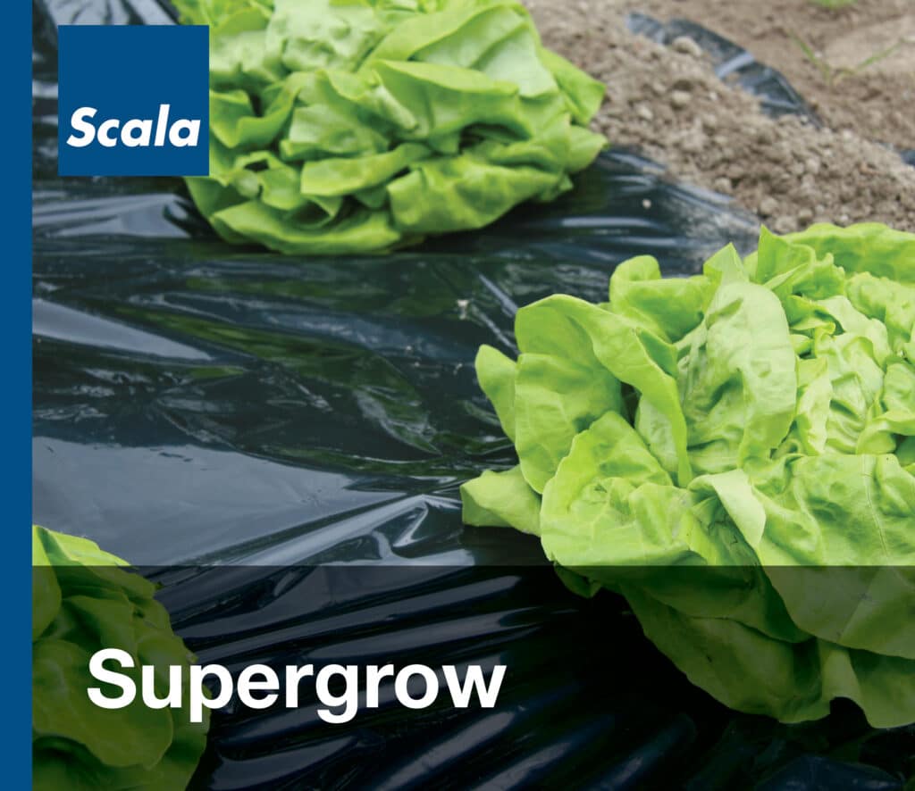 Folies: Supergrow / Films : Supergrow